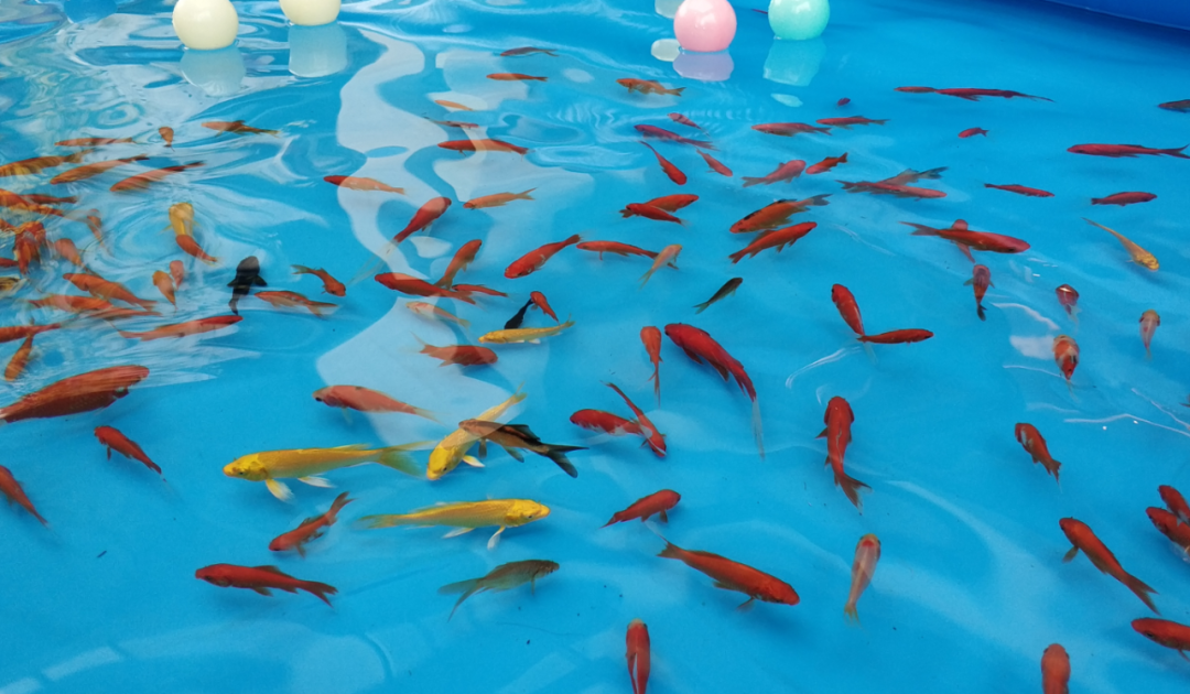 【缤纷夏日，“鱼”乐无限】亲子捕鱼+网红滑道+积木王国等你来玩(图3)