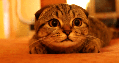 这个冬天不会冷！玉龙湾双11购房节，好礼砍价免费拿！(图1)