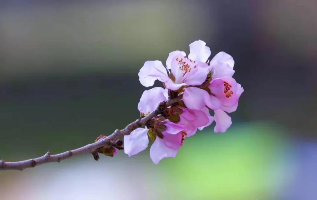 【香山名郡】立春|春之伊始，万物复苏(图4)