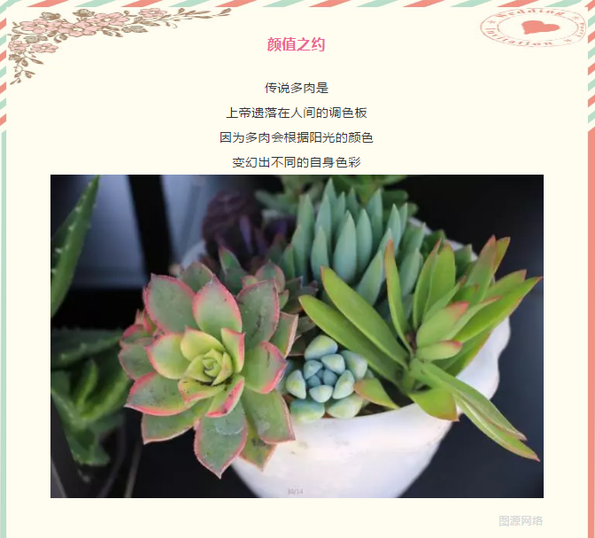 中洋悦澜府|多肉随心搭 指尖见春风(图1)