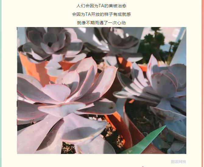 中洋悦澜府|多肉随心搭 指尖见春风(图2)