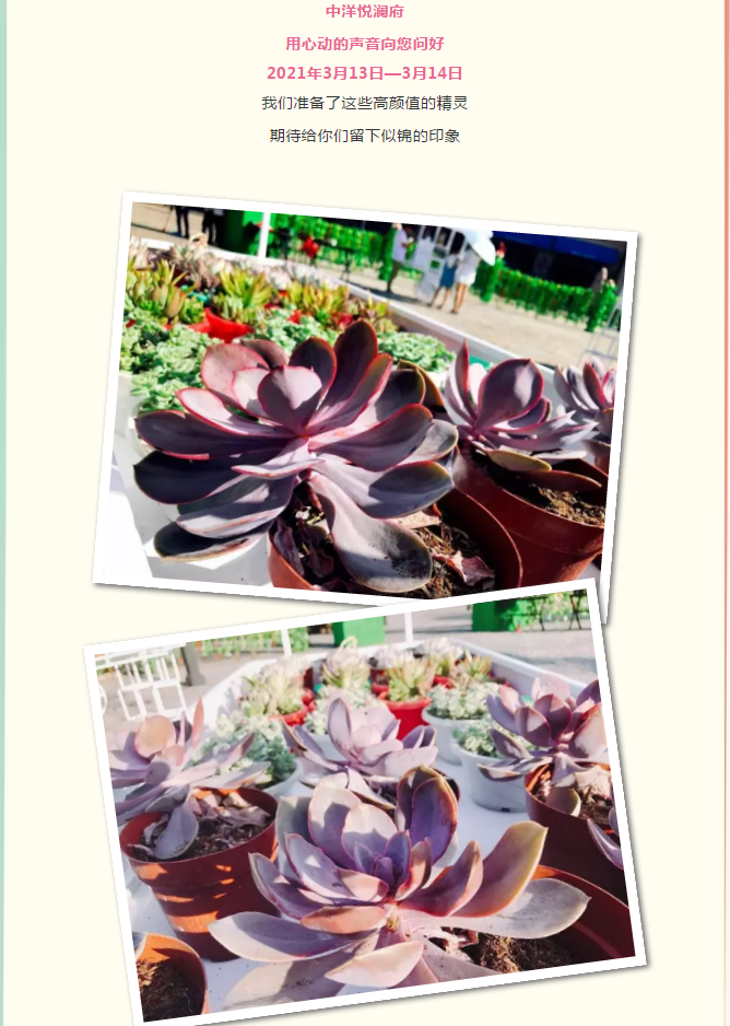 中洋悦澜府|多肉随心搭 指尖见春风(图3)