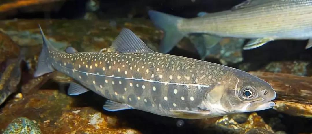 中洋·悦澜府|捕鱼狂欢，全城寻找捕鱼达人！(图4)